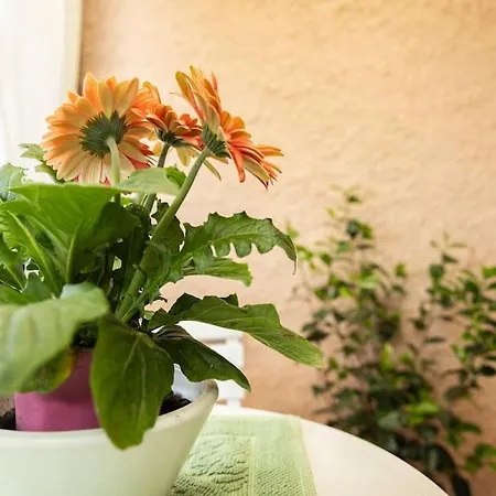 Marini House Όλμπια